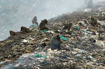 baboons on garbage dump, Eritrea