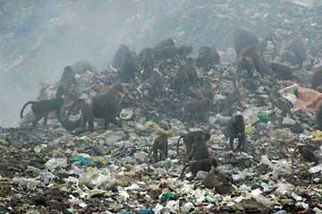 baboon in the rubbish, Eritrea