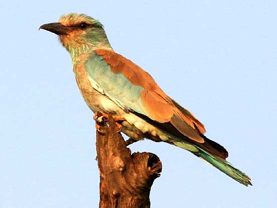 Picture of European Roller on tree stump