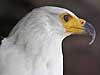 African fish eagel, close-up
