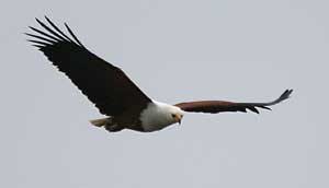 African fish eagle in flight