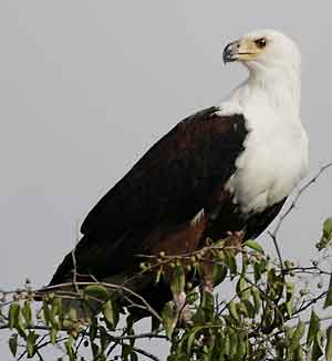 Fish eagle watching for prey from perch