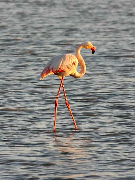 Greater Flamingo