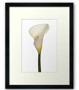 arum-lily-framed-print