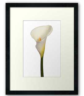 arum-lily-framed-print
