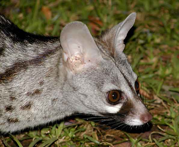 Small-spotted genet close-up
