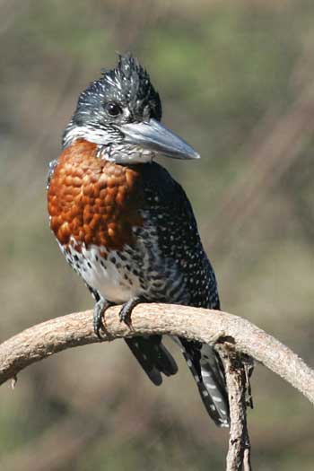 Giant Kingfisher, Ruaha National Park, Tanzania