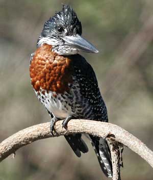 Giant Kingfisher