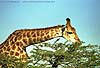 Giraffe browsing from tree top