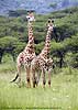 Picture of two giraffe