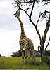 Picture of giraffe stretching for leaves
