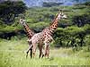 Picture of two giraffe standing