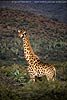 Picture of giraffe, private game reserve, Greytown, South Africa