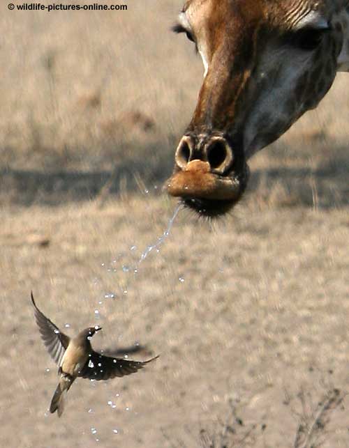 Giraffe spraying water at oxpecker