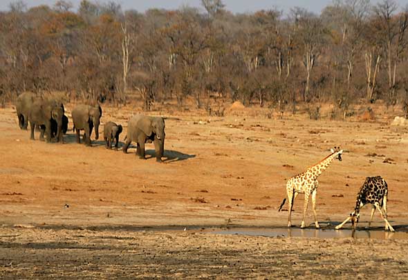 Giraffe and elephant