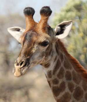Female giraffe with tufted horn tips