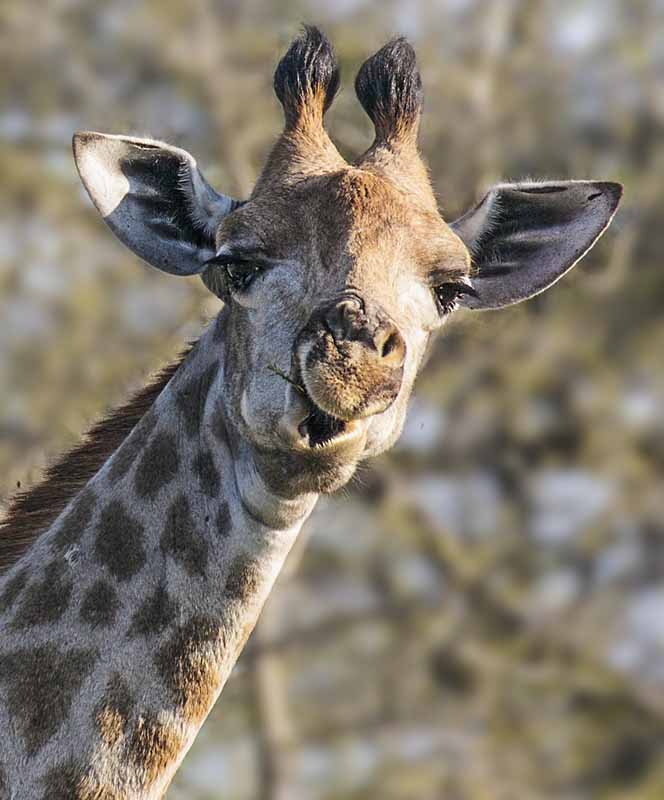 Giraffe eating twig
