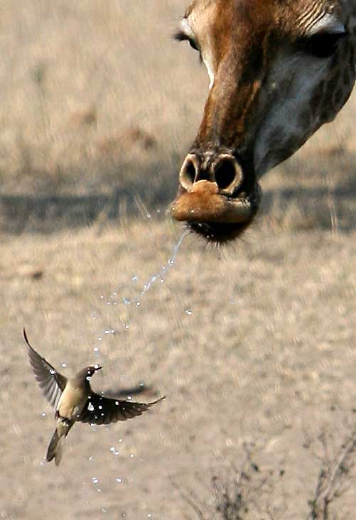 giraffe squirting water