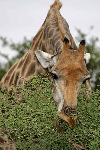 Giraffe feeding from top of tree