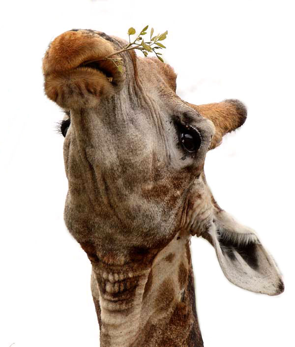 Giraffe using lips to feed on leaves