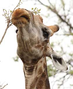 Giraffe using lips to strip leaves
