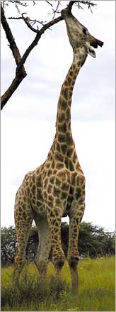 giraffe stretching for tasty morsel