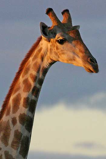 Giraffe against late afernoon sky