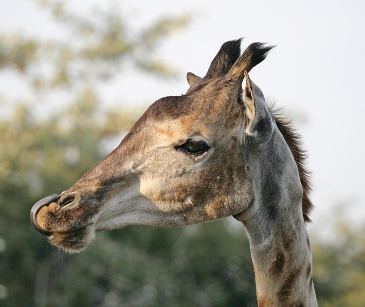 Giraffe licking nose