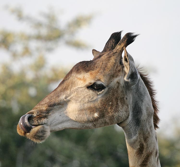Giraffe with tongue in nostril