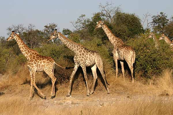 Giraffe group