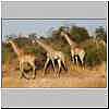 Giraffe group in Chobe National Park