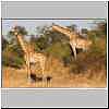 Giraffe, Chobe National Park