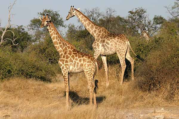 Giraffe pair