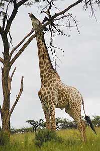 Giraffe at full stretch, reaching for leaves