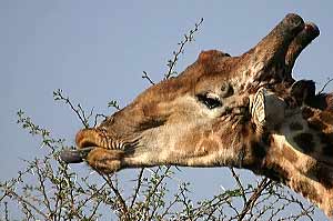 Giraffe uses tongue to pluck leaves