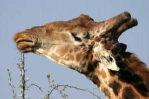 Giraffe stripping leaves from twig