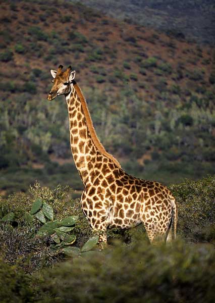Giraffe in woody hill country