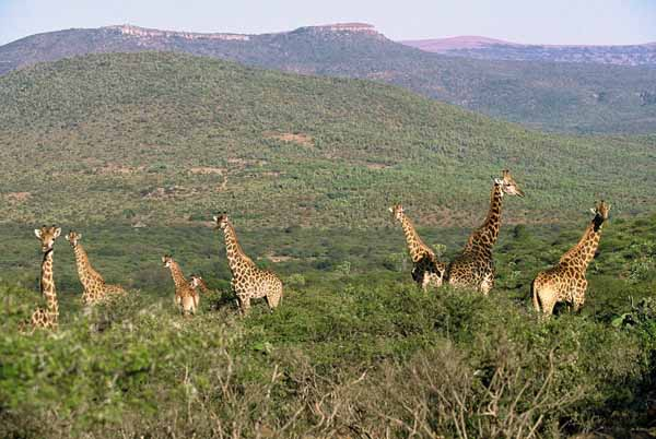 Giraffe alone