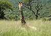 Giraffe lying down in long grass