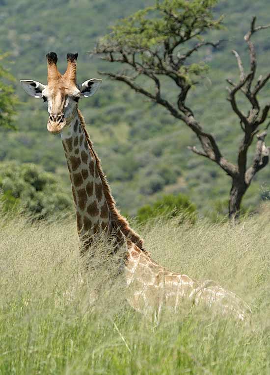 Giraffe lying in long grass