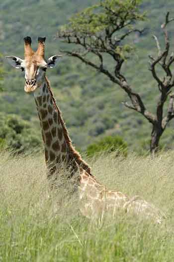 Giraffe lying in long grass, Ithala Game Reserve, South Africa