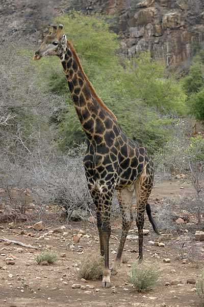 Giraffe taking stroll