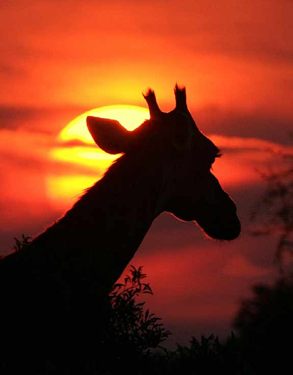 giraffe at sunset