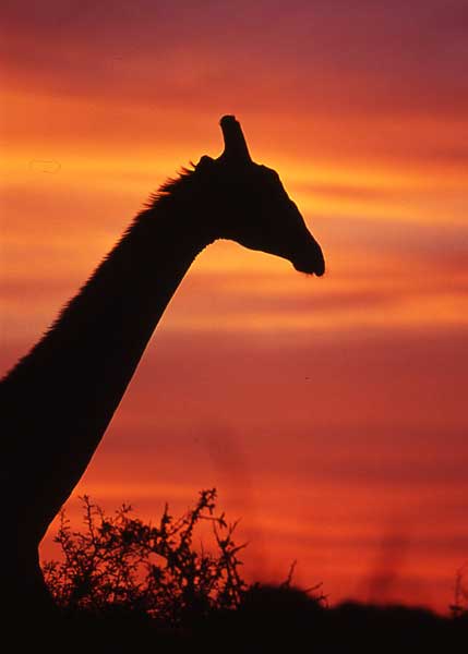 Giraffe at sunset