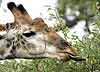 Giraffe using tongue to browse