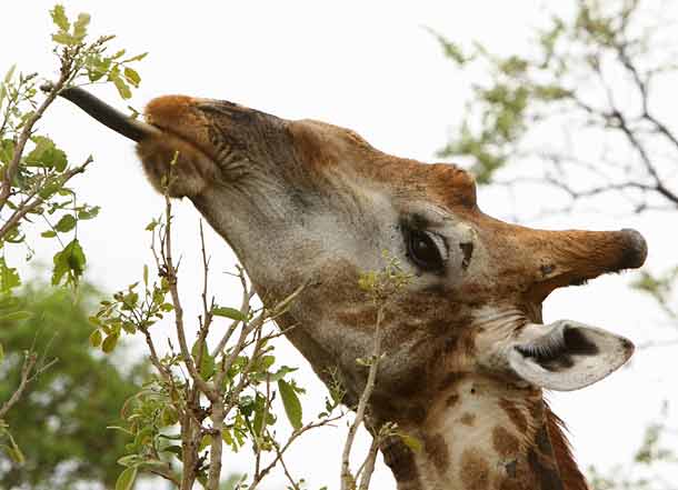 Giraffe plucking leaves with tongue