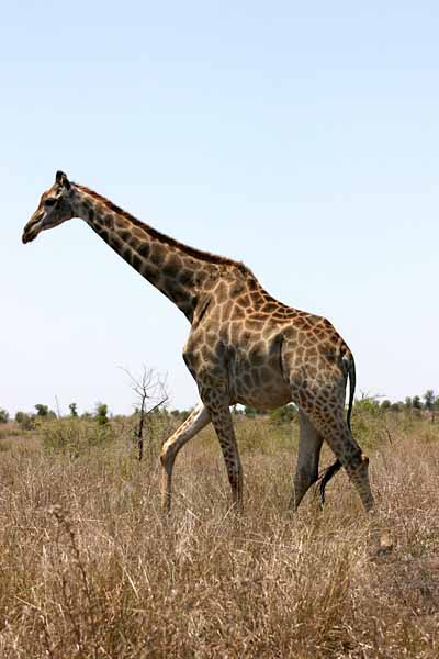Giraffe walking