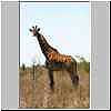 Giraffe standing in grass plains