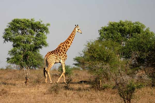 Giraffe taking stroll