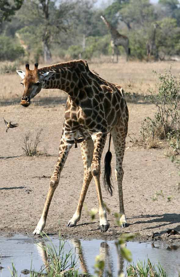 Giraffe drinking at waterhole